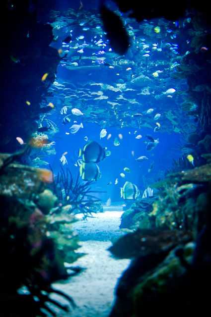 Oceanário de Lisboa