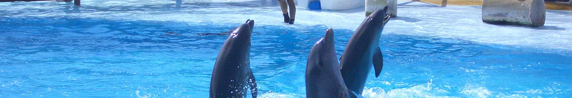 Bilhetes Selwo Marina