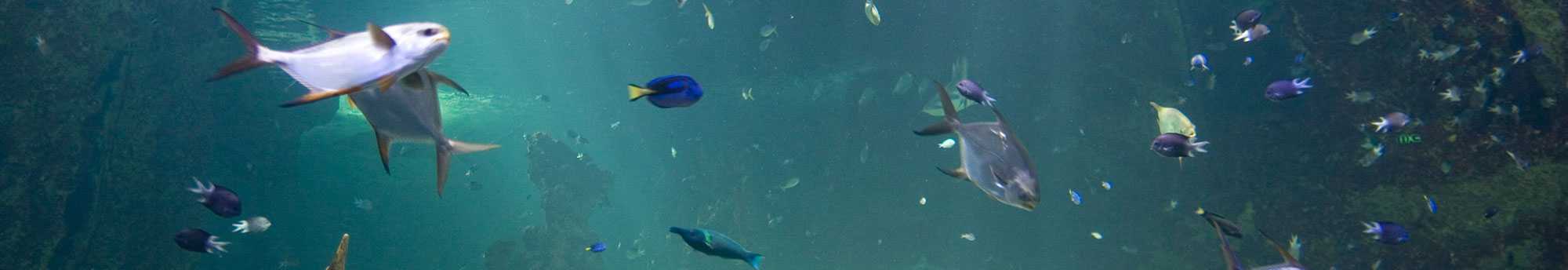 Hotel + Bilhetes Sea Life Porto