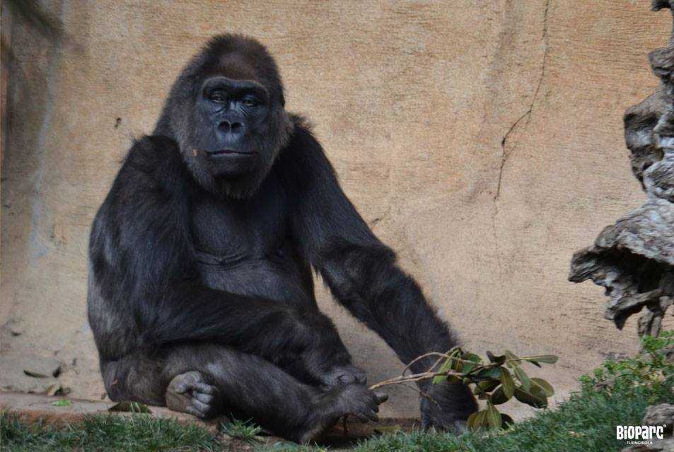 Bioparc Fuengirola-3