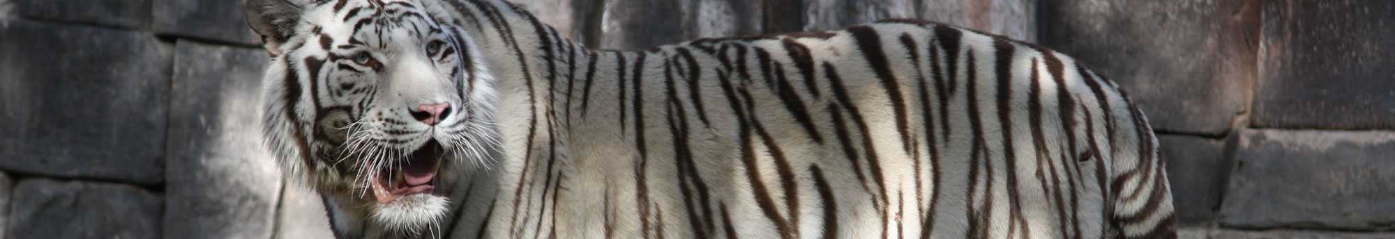 Hotel + Bilhetes Bioparc Valência