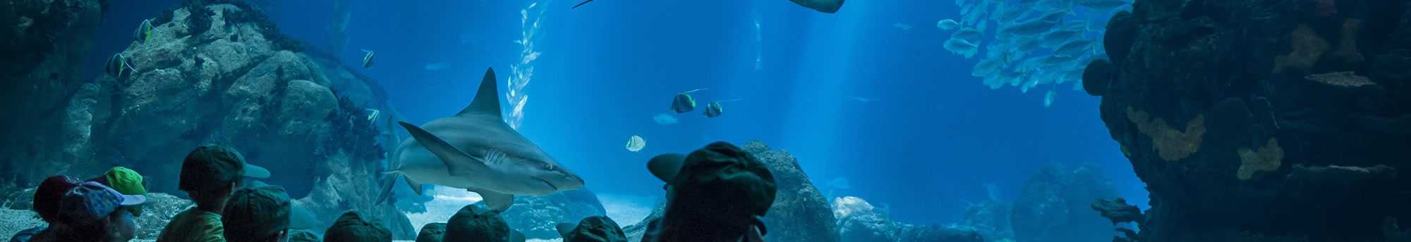 Hotel + Bilhetes Oceanário de Lisboa