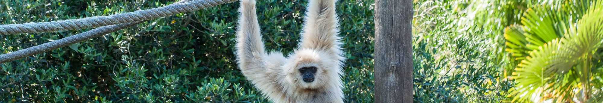 Bilhetes Zoo de Lagos