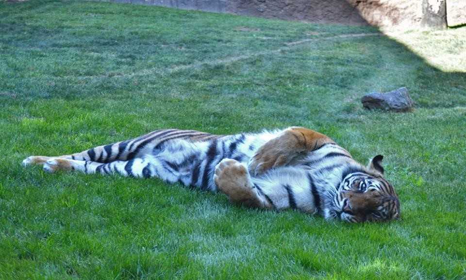 Bioparc Fuengirola-2