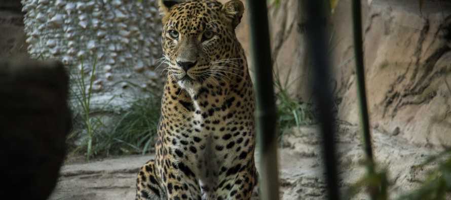 Bioparc Fuengirola-4