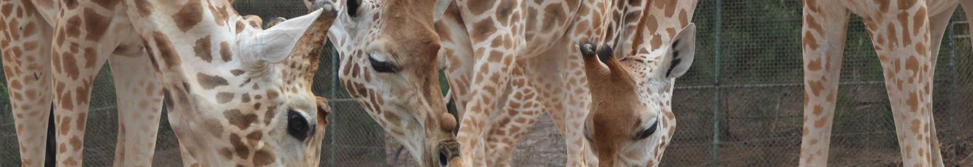 Hotel + Bilhetes Oasis Park