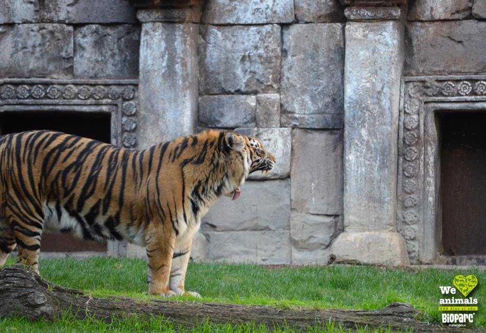 Bioparc Fuengirola-9